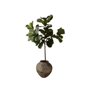 Tallos Verde de higuera de hoja de violín Botané